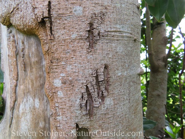 raccoon claw marks on tree trunk