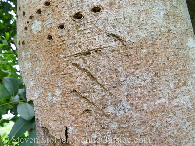 Raccoon claw marks on tree trunk