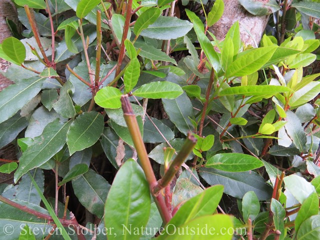 Deer browse. Because the shoots are tender, they snap right off. The tree has a stiff “skirt” of shoots often seen around heavily browsed trees.