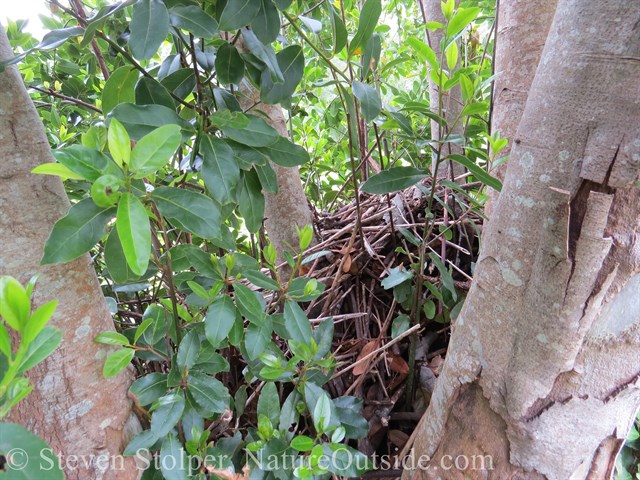 Woodrat's nest in the center of the ring of tree trunks