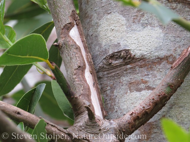 A woodrat (Neotoma fuscipes) has chewed the bark of this branch.