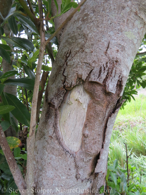 Human sign - The tree was scuffed by heavy equipment used to remove a cottage that once stood nearby