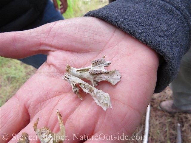 Jaw bones from lagomorph (left) and rodent (right)