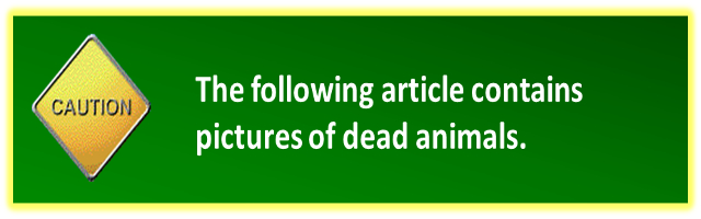 dead animal warning