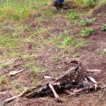 person kneeling beside mountain lion killed deer