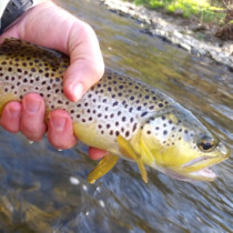 brown trout in hand Photo by Ted Seibert on Unsplash