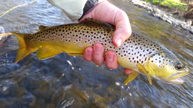 brown trout in hand Photo by Ted Seibert on Unsplash