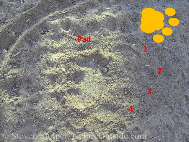mountain lion track annotated