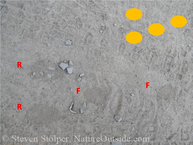 brush rabbit tracks annotated