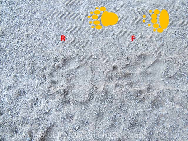 striped skunk tracks annotated