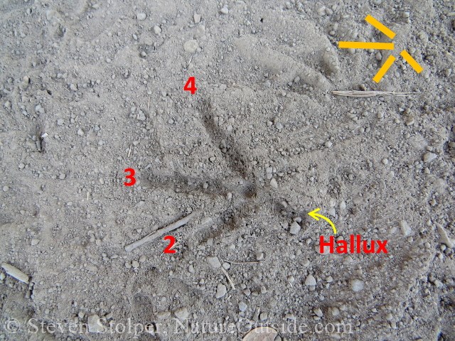 California quail track annotated