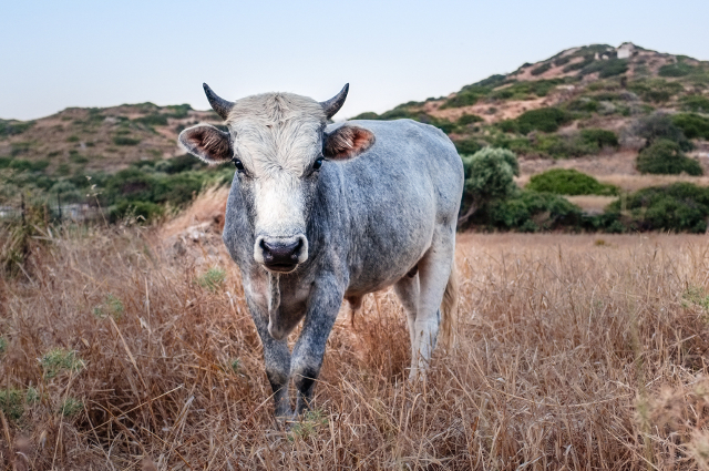 bull in field Photo by Samuel Zeller