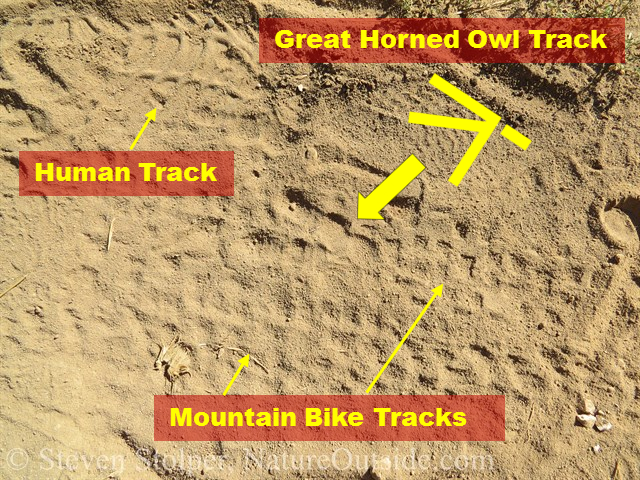 great horned owl tracks annotated