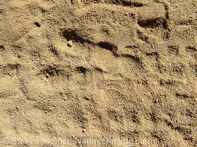 Great Horned Owl Track (left)