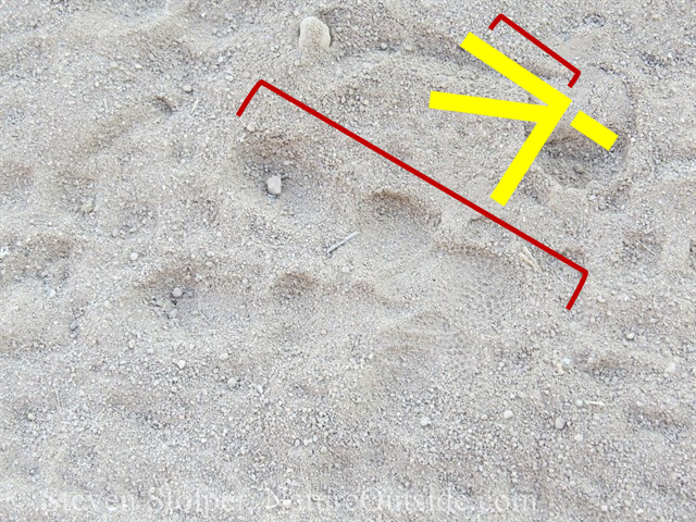 Great Horned Owl Track (annotated)