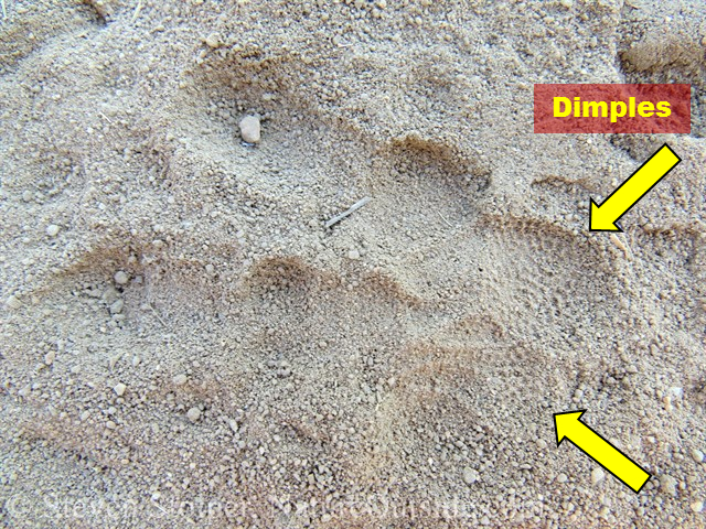 great horned owl track dimpling