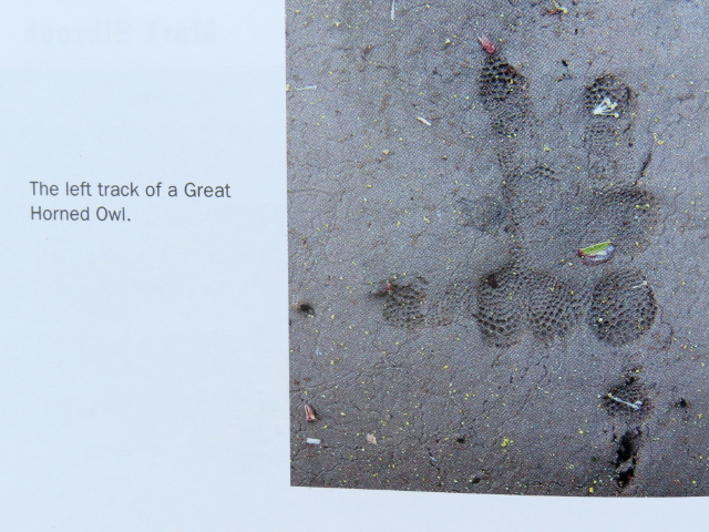 Picture of a left Great Horned Owl Track in book