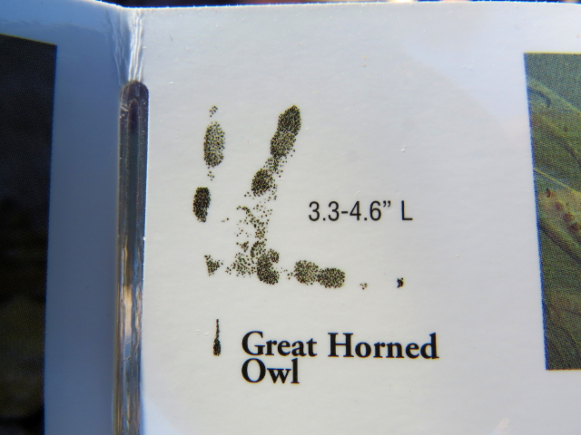 Great Horned Owl Track from laminated card. I believe the track is mislabeled.