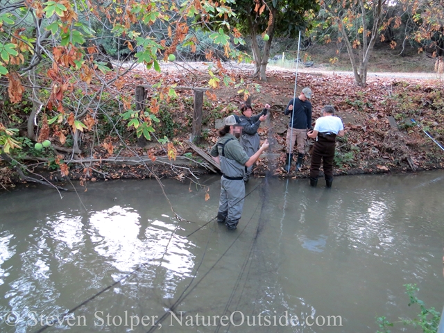 We string the second net across the creek and then downstream
