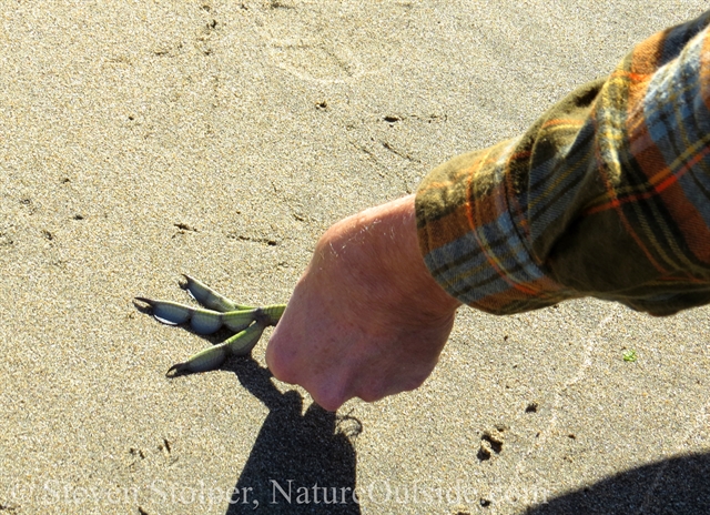 using american coot foot to make tracks