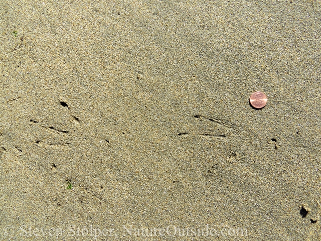 American coot tracks with penny for scale.