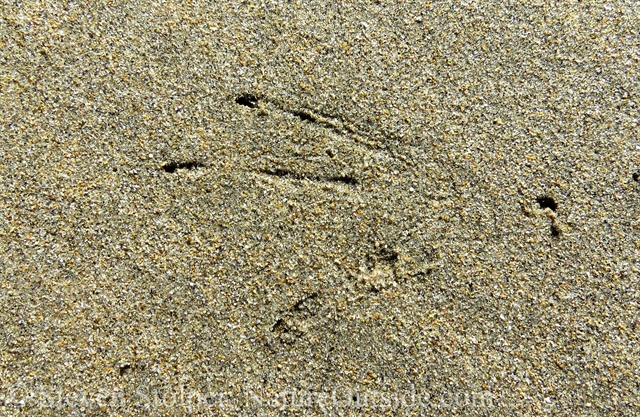 American coot track