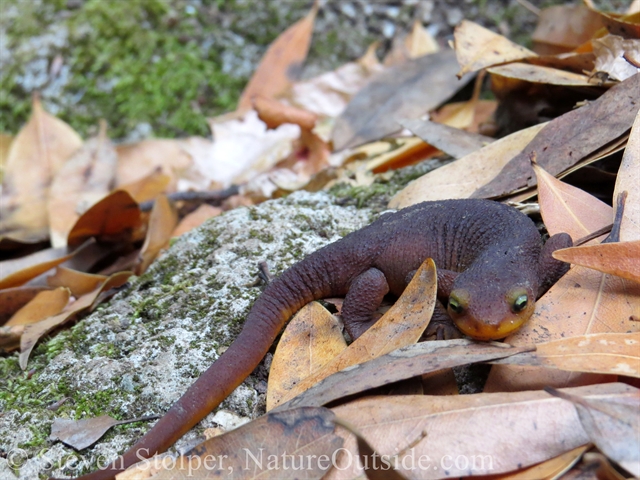 California Newt