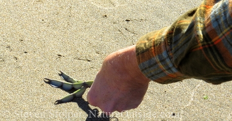 using american coot foot to make tracks