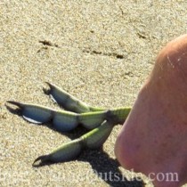 using american coot foot to make tracks