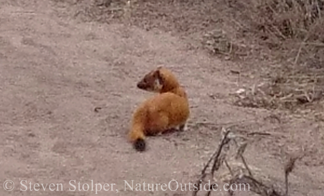 Long-tailed weasel