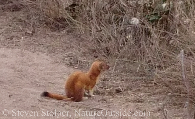 Long-tailed weasel