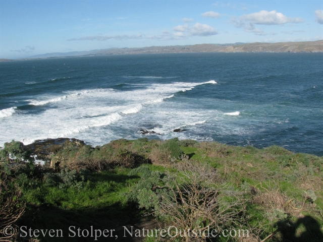 view from tomales point