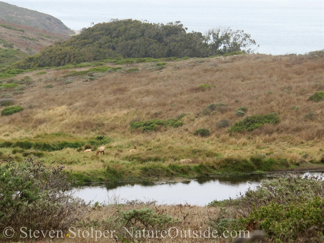 An elk herd lounging beside a water hole on a winter day