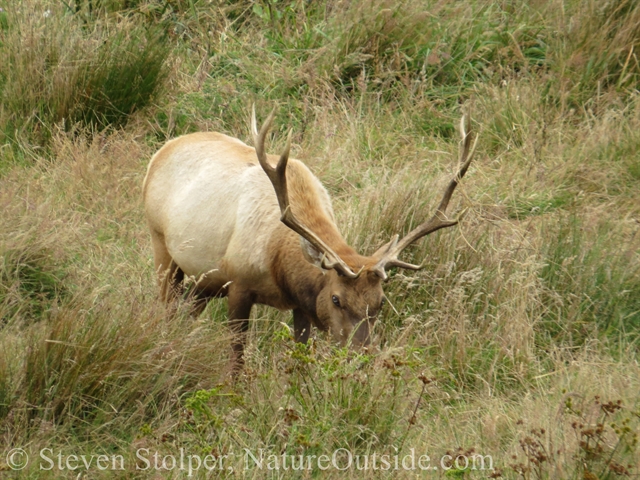 bull elk grazing