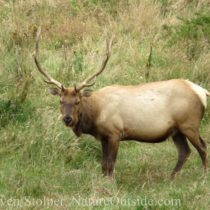 bull tule elk