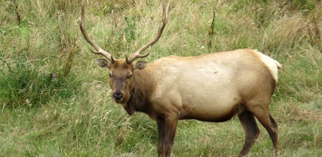 Tule Elk — Coming Back from the Brink