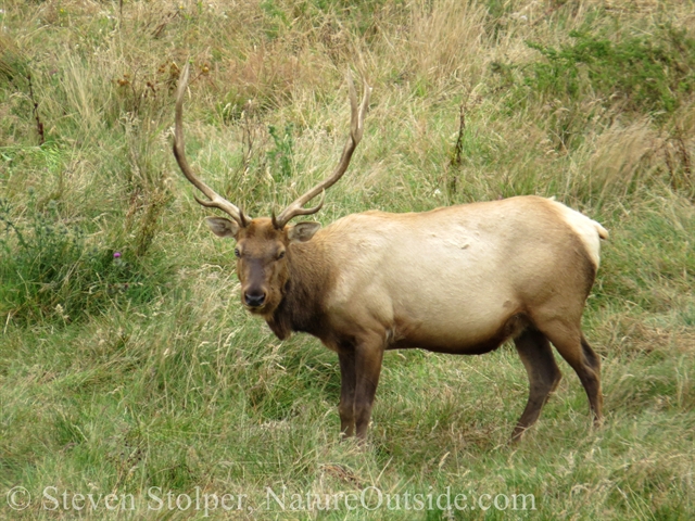 bull tule elk