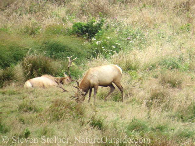 elk lounging on grass