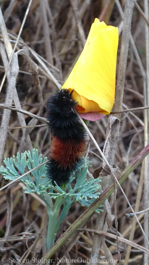 Caterpillar on California Poppy