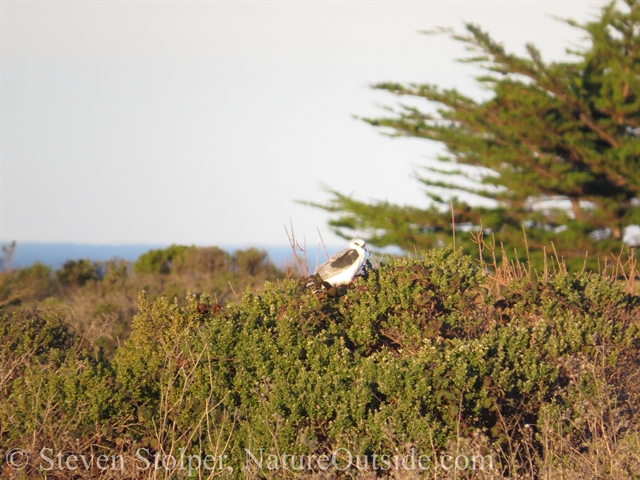 White-tailed kite sits on a coyote brush. A Monterrey cypress is in the background. The Pacific Ocean appears on the horizon.