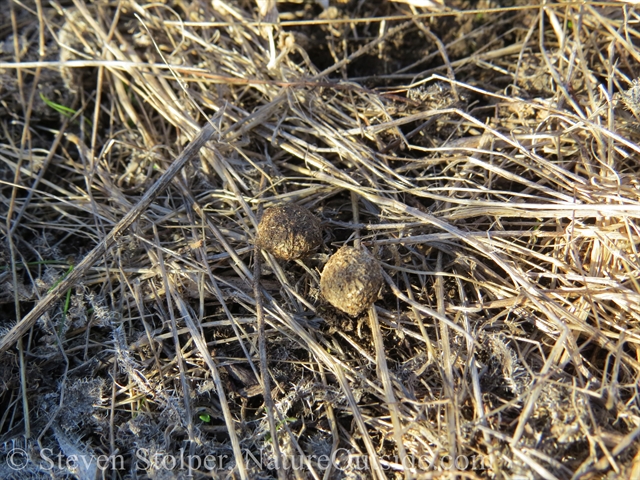 cottontail rabbit scat