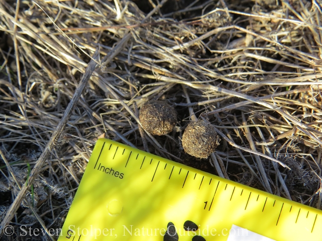 cottontail scat with ruler