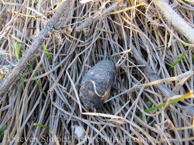 Owl pellets lying on the grass beneath a coyote brush.