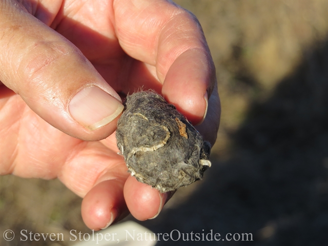 skeleton tail inside Barn owl pellet