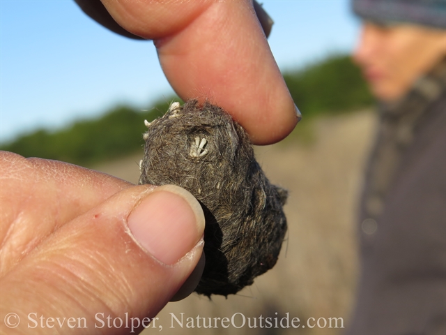 barn owl pellet containing skeleton hand