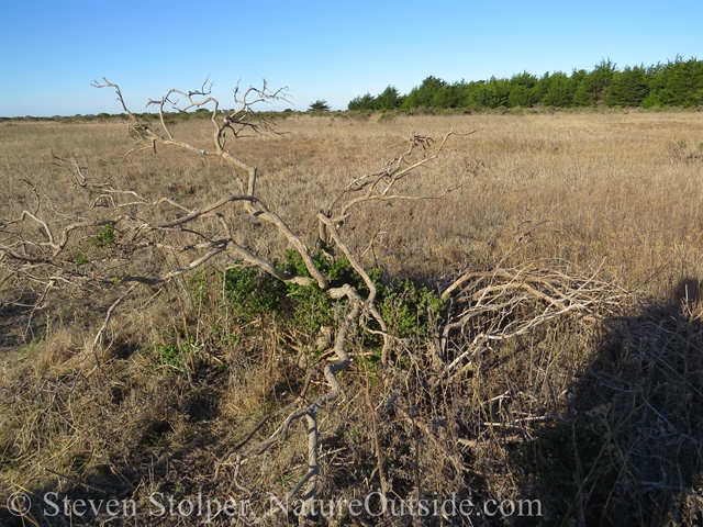 Animal guts draped on Coyote brush.