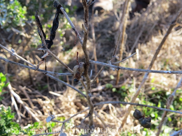 Animal guts on branches.