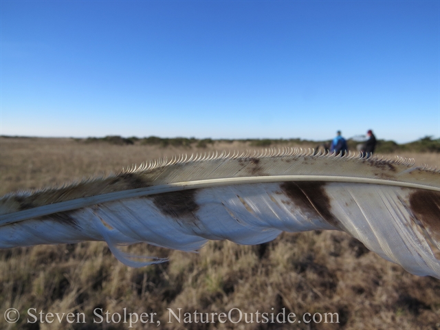 Barn owl feather