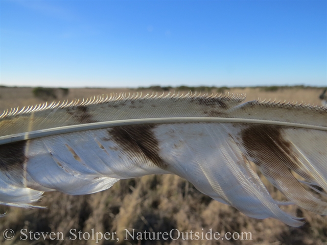 barn owl feather close-up fringe