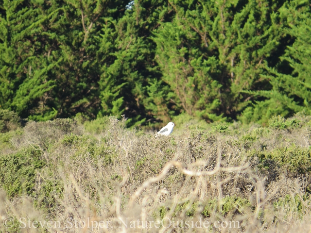 White-tailed kite with a Monterrey cypress forest in the background.